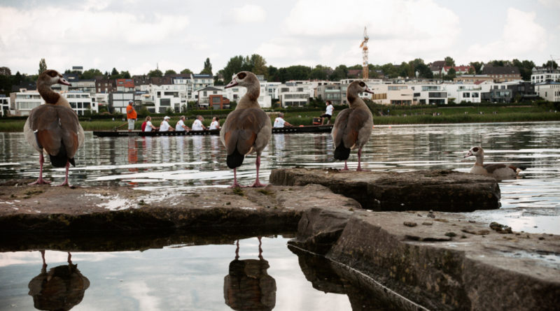Enten begucken die Drachenboote vom Ufer aus.