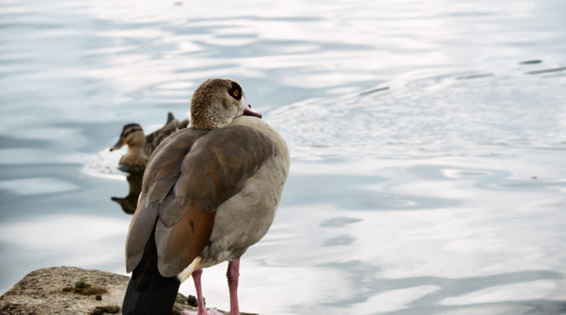 Enten schauen den Drachenbooten zu.